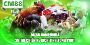 Đá Gà Campuchia - So Tài Chiến Kê Kịch Tính Từng Phút